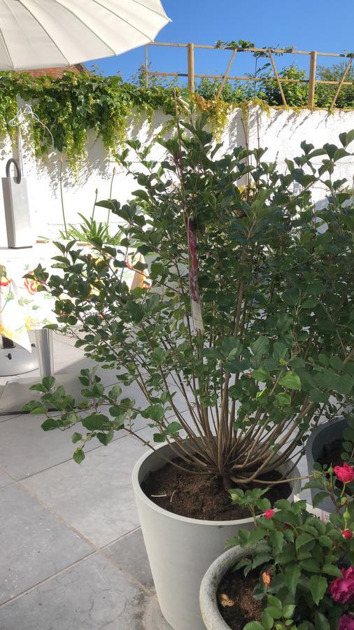 Guesthouse Poppies , Free Parking Οστένδη Εξωτερικό φωτογραφία
